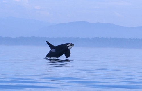 Southern Resident J27 aka. 'Blackberry', is easy to recognize by his tall dorsal fin.